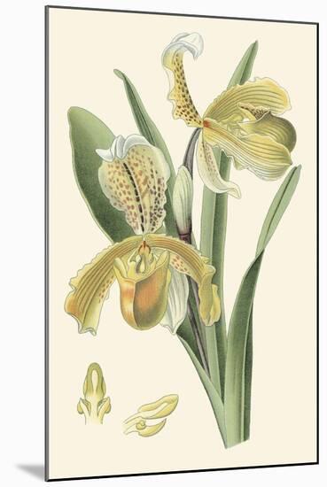 Delicate Orchid IV-Vision Studio-Mounted Art Print