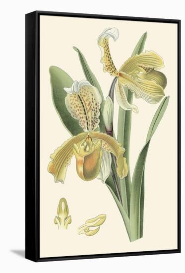 Delicate Orchid IV-Vision Studio-Framed Stretched Canvas