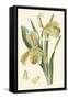 Delicate Orchid IV-Vision Studio-Framed Stretched Canvas