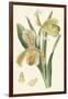 Delicate Orchid IV-Vision Studio-Framed Art Print