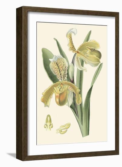 Delicate Orchid IV-Vision Studio-Framed Art Print