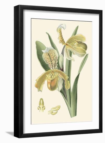 Delicate Orchid IV-Vision Studio-Framed Art Print