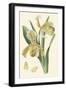 Delicate Orchid IV-Vision Studio-Framed Art Print