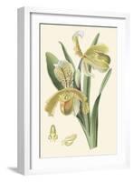 Delicate Orchid IV-Vision Studio-Framed Art Print