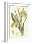 Delicate Orchid IV-Vision Studio-Framed Art Print