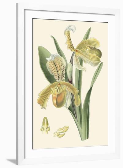 Delicate Orchid IV-Vision Studio-Framed Art Print