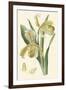 Delicate Orchid IV-Vision Studio-Framed Art Print