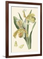 Delicate Orchid IV-Vision Studio-Framed Art Print