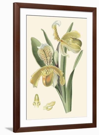 Delicate Orchid IV-Vision Studio-Framed Art Print