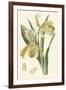 Delicate Orchid IV-Vision Studio-Framed Art Print