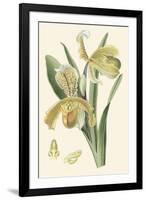 Delicate Orchid IV-Vision Studio-Framed Art Print