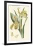 Delicate Orchid IV-Vision Studio-Framed Art Print