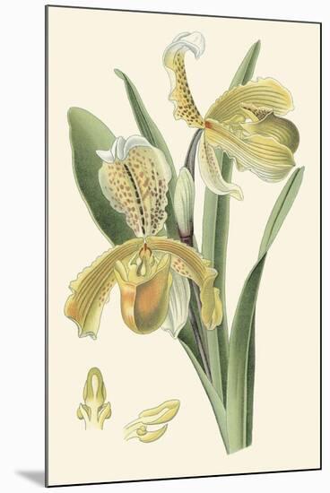 Delicate Orchid IV-Vision Studio-Mounted Art Print