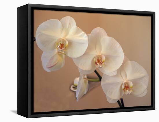 Delicate Orchids Blooming on the Big Island, Hawaii, USA-Jerry Ginsberg-Framed Stretched Canvas