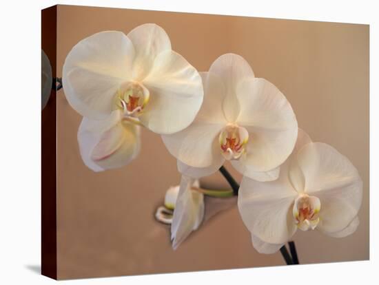Delicate Orchids Blooming on the Big Island, Hawaii, USA-Jerry Ginsberg-Stretched Canvas