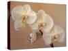 Delicate Orchids Blooming on the Big Island, Hawaii, USA-Jerry Ginsberg-Stretched Canvas