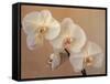 Delicate Orchids Blooming on the Big Island, Hawaii, USA-Jerry Ginsberg-Framed Stretched Canvas