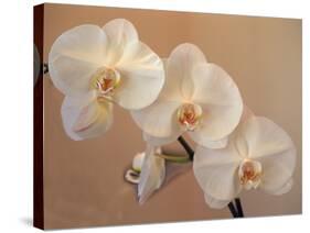 Delicate Orchids Blooming on the Big Island, Hawaii, USA-Jerry Ginsberg-Stretched Canvas