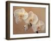 Delicate Orchids Blooming on the Big Island, Hawaii, USA-Jerry Ginsberg-Framed Premium Photographic Print