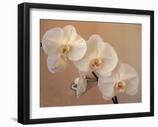 Delicate Orchids Blooming on the Big Island, Hawaii, USA-Jerry Ginsberg-Framed Premium Photographic Print