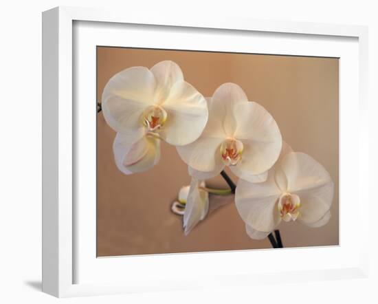 Delicate Orchids Blooming on the Big Island, Hawaii, USA-Jerry Ginsberg-Framed Premium Photographic Print