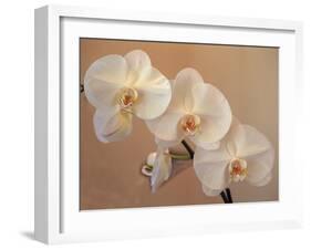 Delicate Orchids Blooming on the Big Island, Hawaii, USA-Jerry Ginsberg-Framed Premium Photographic Print