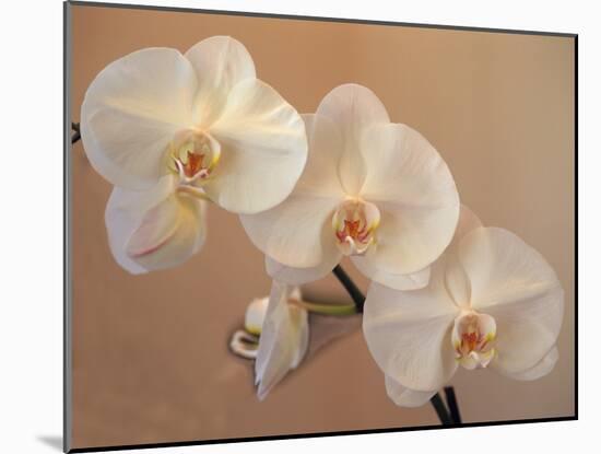 Delicate Orchids Blooming on the Big Island, Hawaii, USA-Jerry Ginsberg-Mounted Premium Photographic Print