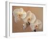 Delicate Orchids Blooming on the Big Island, Hawaii, USA-Jerry Ginsberg-Framed Photographic Print