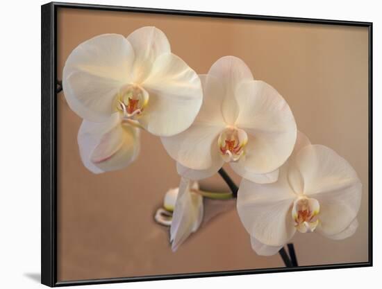 Delicate Orchids Blooming on the Big Island, Hawaii, USA-Jerry Ginsberg-Framed Photographic Print