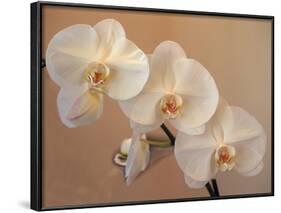 Delicate Orchids Blooming on the Big Island, Hawaii, USA-Jerry Ginsberg-Framed Photographic Print