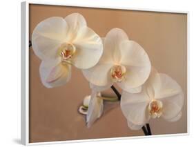 Delicate Orchids Blooming on the Big Island, Hawaii, USA-Jerry Ginsberg-Framed Photographic Print