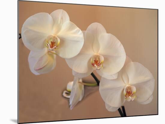 Delicate Orchids Blooming on the Big Island, Hawaii, USA-Jerry Ginsberg-Mounted Photographic Print