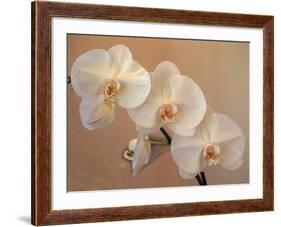 Delicate Orchids Blooming on the Big Island, Hawaii, USA-Jerry Ginsberg-Framed Photographic Print