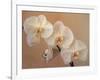 Delicate Orchids Blooming on the Big Island, Hawaii, USA-Jerry Ginsberg-Framed Photographic Print