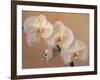 Delicate Orchids Blooming on the Big Island, Hawaii, USA-Jerry Ginsberg-Framed Photographic Print