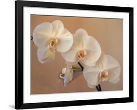 Delicate Orchids Blooming on the Big Island, Hawaii, USA-Jerry Ginsberg-Framed Photographic Print