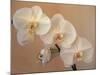 Delicate Orchids Blooming on the Big Island, Hawaii, USA-Jerry Ginsberg-Mounted Photographic Print