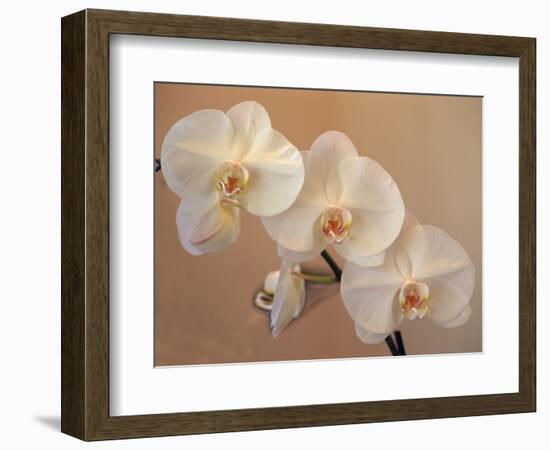 Delicate Orchids Blooming on the Big Island, Hawaii, USA-Jerry Ginsberg-Framed Photographic Print