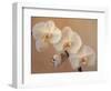 Delicate Orchids Blooming on the Big Island, Hawaii, USA-Jerry Ginsberg-Framed Photographic Print