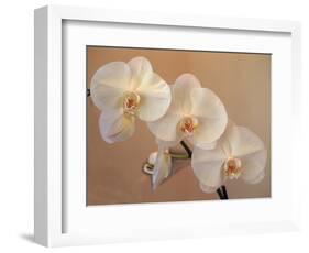 Delicate Orchids Blooming on the Big Island, Hawaii, USA-Jerry Ginsberg-Framed Photographic Print