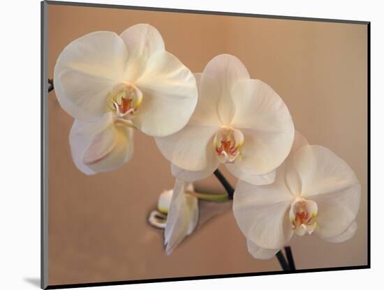 Delicate Orchids Blooming on the Big Island, Hawaii, USA-Jerry Ginsberg-Mounted Photographic Print