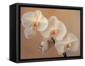 Delicate Orchids Blooming on the Big Island, Hawaii, USA-Jerry Ginsberg-Framed Stretched Canvas