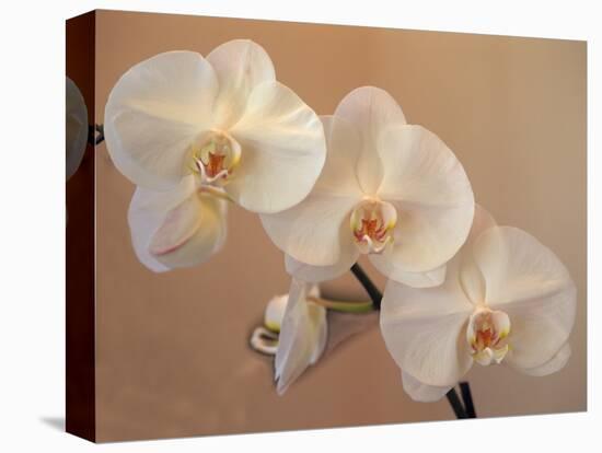 Delicate Orchids Blooming on the Big Island, Hawaii, USA-Jerry Ginsberg-Stretched Canvas