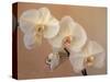 Delicate Orchids Blooming on the Big Island, Hawaii, USA-Jerry Ginsberg-Stretched Canvas