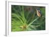 Delicate Perch-Staffan Widstrand-Framed Giclee Print