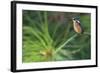 Delicate Perch-Staffan Widstrand-Framed Giclee Print