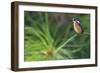 Delicate Perch-Staffan Widstrand-Framed Giclee Print