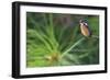 Delicate Perch-Staffan Widstrand-Framed Giclee Print