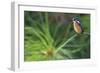 Delicate Perch-Staffan Widstrand-Framed Giclee Print