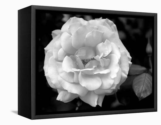 Delicate Petals I-Nicole Katano-Framed Stretched Canvas